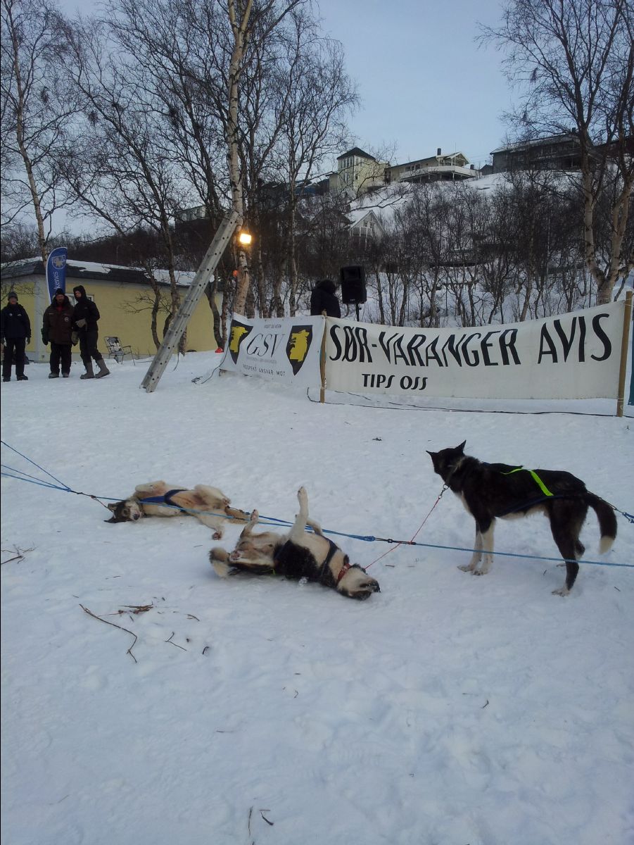 Dog Race10